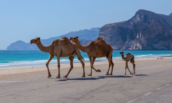 oman-img (2)